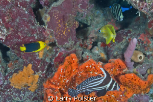 Typical Caribbean fish menagerie by Larry Polster 